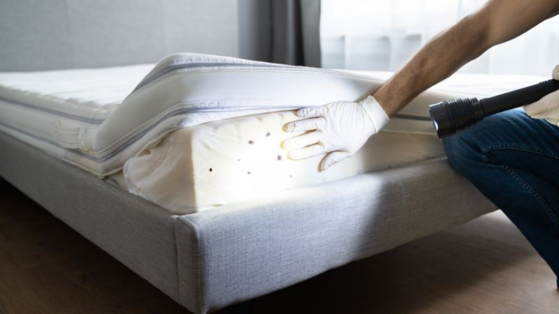 Xác định rệp giường thông qua lớp vỏ lột xác