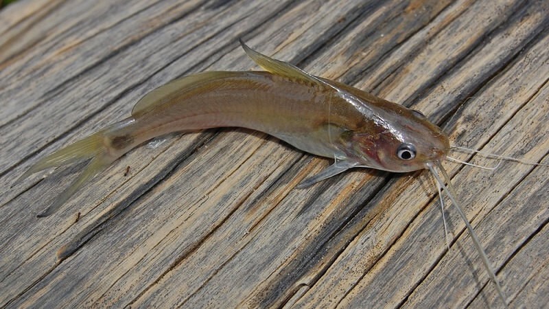 Cá chốt là loài ăn tạp, con mồi thường là côn trùng hoặc các loài giáp xác