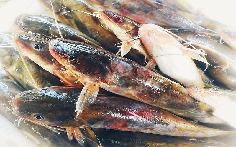 Cá chốt bông hay còn gọi là cá chốt chuột