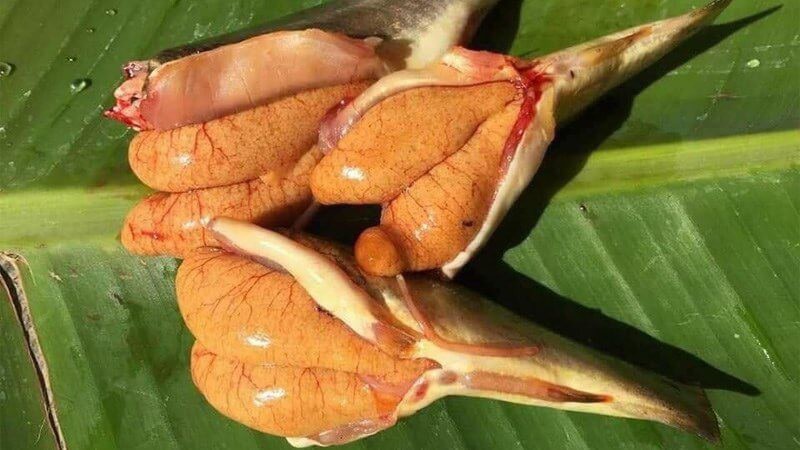 Cá chốt trứng bởi trong bụng chứa toàn là trứng