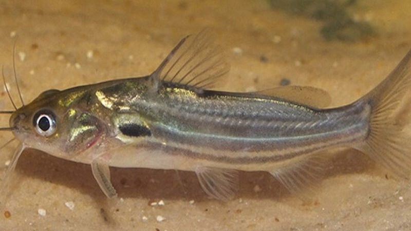 Cá chốt trắng có tên khoa học Mystus gulio