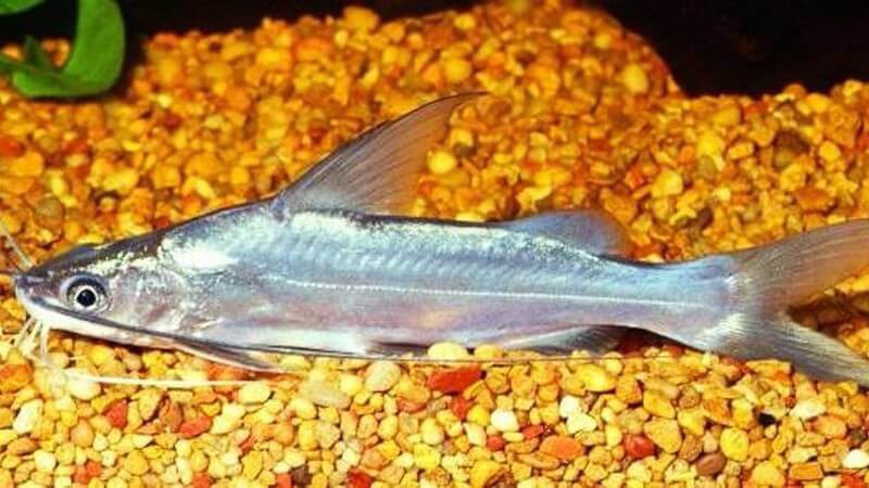 Cá chốt giấy có chiều dài trung bình khoảng 20 đến 30cm