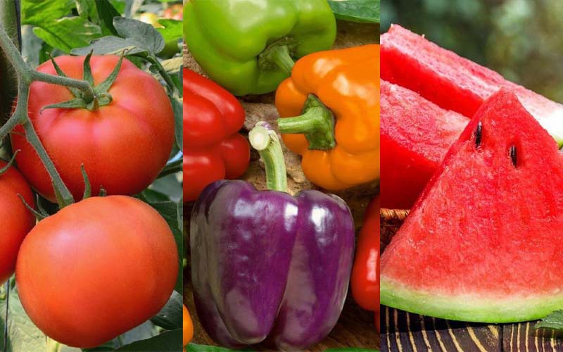 Cách làm nước ép cà chua, dưa hấu và ớt chuông