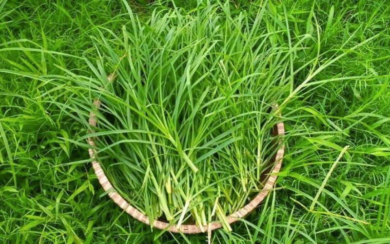 Gội đầu bằng cỏ mần trầu