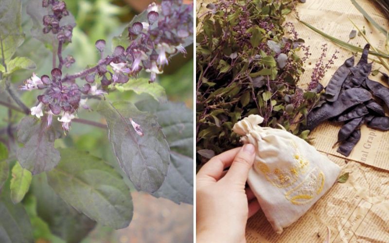 Gội đầu bằng lá hương nhu