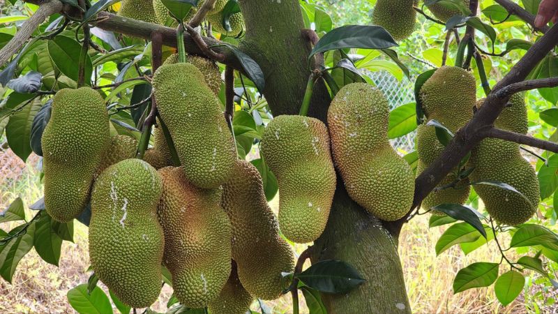 Mít sầu riêng bao nhiêu tiền 1kg?