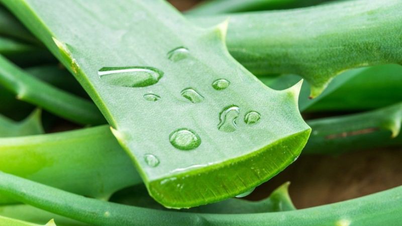 Cách trị thâm môi bằng nha đam