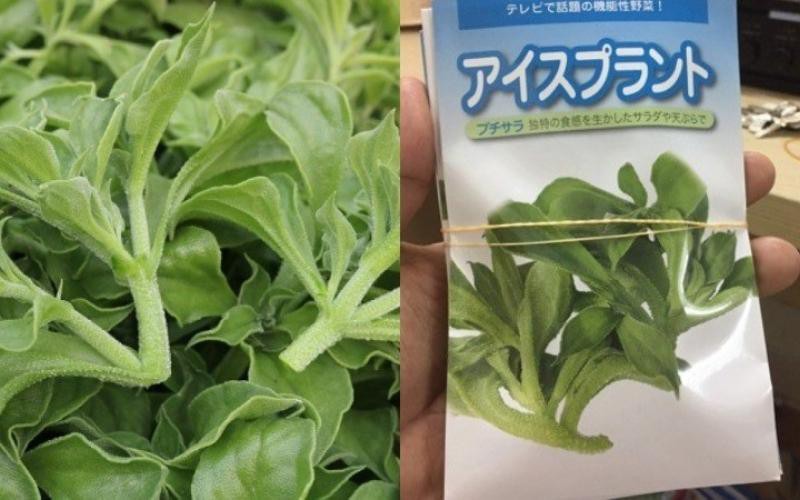 Hạt giống rau bông tuyết