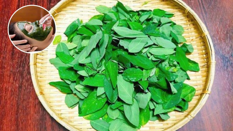 Trị nám da bằng rau ngót
